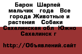 Барон (Шарпей), мальчик 3 года - Все города Животные и растения » Собаки   . Сахалинская обл.,Южно-Сахалинск г.